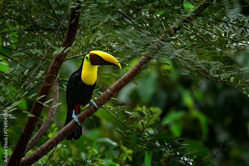 Toucan sitting on the branch in the forest, Boca Tapada, green vegetation, Costa Rica. Nature travel in central America. Keel-billed Toucan, Ramphastos sulfuratus, bird with big bill. Green tree, bird