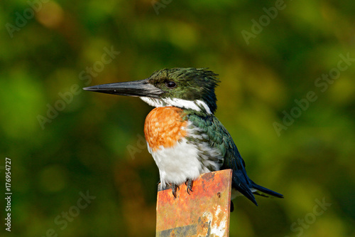 Amazon Kingfisher, Chloroceryle amazona, portrait of green and orange nice bird in Costa Rica. Kingfisher from tropic forest. Portrait of beautiful bird from Peru Amazon, America. Beautiful bird. photo