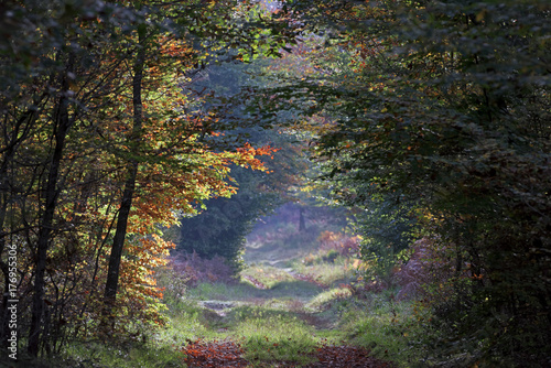 path and undergrowth in Fontainebleau foret