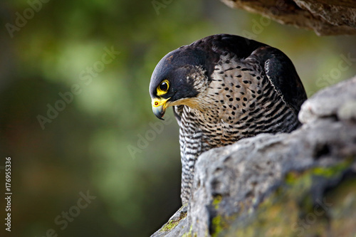 Peregrine Falcon sitting in rock. Rare bird in nature habitat. Falcon in the Czech mountain Ceske Svycarsko National Park. Bird of prey sitting on rocky ledge. Wildlife scene with stone.