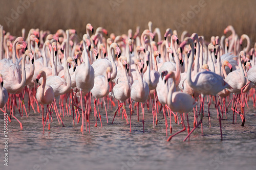 Greater Flamingo, Phoenicopterus ruber, Nice pink big bird, dancing in water, animal in the nature habitat, Camargue, France. Wildlife scene from nature. Flock of flamingos, spring. Flock of birds.