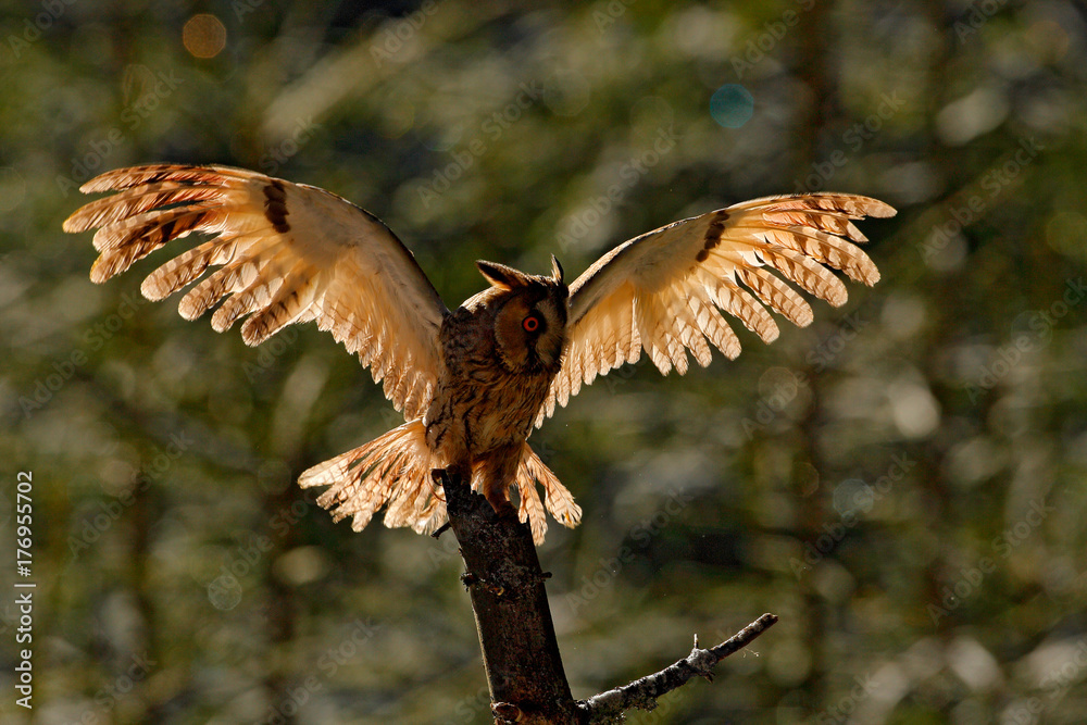 Obraz premium Long-eared Owl flight on the branch in the fallen larch forest during dark day. Owl hidden in the forest. Wildlife scene from the nature habitat. Bird on the spruce tree. Christmas fly owl. Back light