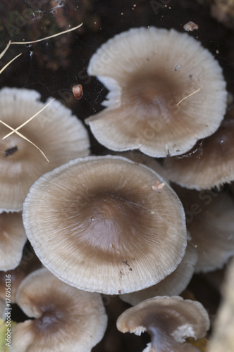 Mycena galericulata mushrooms