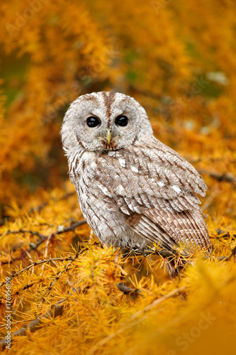 Autumn orange forest. Tawny owl in the orange forest, autumn larch tree. Brown owl sitting on tree stump in the dark forest habitat with catch. Beautiful animal with food. Bird in the Sweden forest.