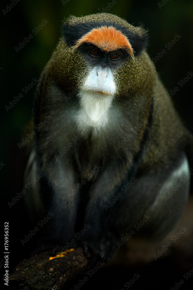 Shameful monkey stock image. Image of cleaning, africa - 87532525