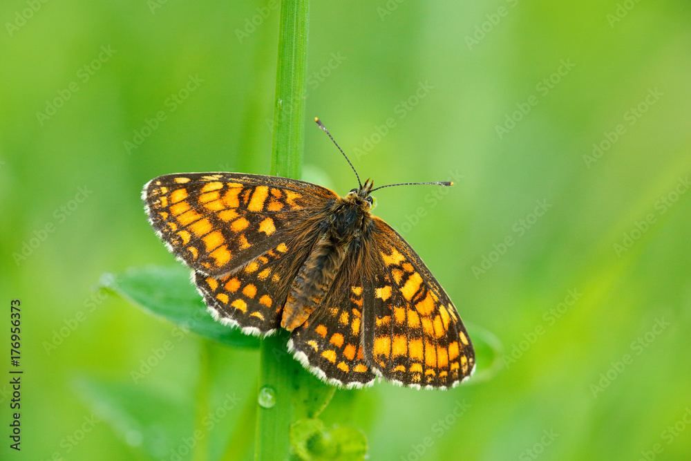 Wild beautiful butterfly, Heath Fritillary, Melitaea athalia, sitting on the green leaves, insect in the nature habitat, spring in the meadow, European wildlife, Czech republic. Spring on the meadow. Wild beautiful butterfly, Heath Fritillary, Melitaea athalia, sitting on the green leaves, insect in the nature habitat, spring in the meadow, European wildlife, Czech republic. Spring on the meadow.