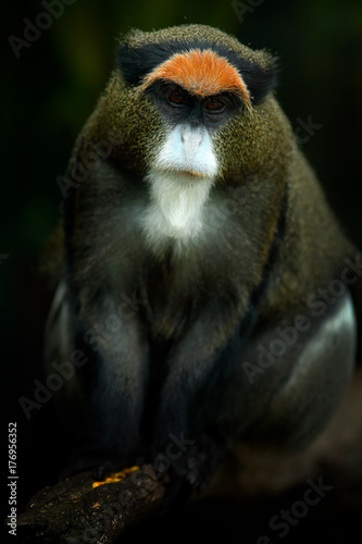 De Brazza's monkey, Cercopithecus neglectus, sitting on tree branch in dark tropic forest. Animal in nature habitat, in forest. Detail portrait of monkey from central Africa. Green wildlife, Cameroon.