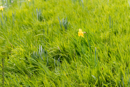 Fototapeta Naklejka Na Ścianę i Meble -  A lone daffodil on a grass filled meadow