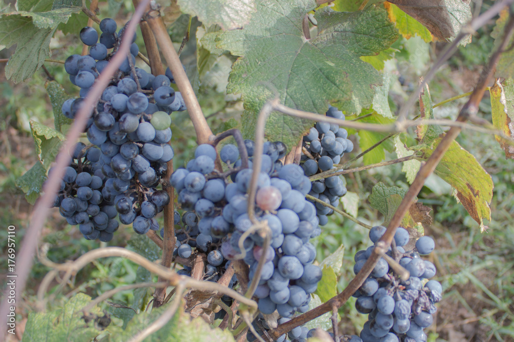 Red grapes hanging on a bush in a sunny beautiful day. Sunny bunches of Red wine grape on vineyard