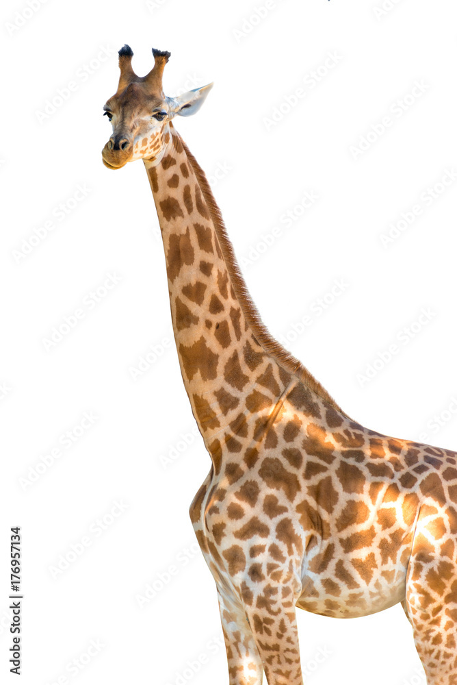 Profile photo of a giraffe isolated on white background
