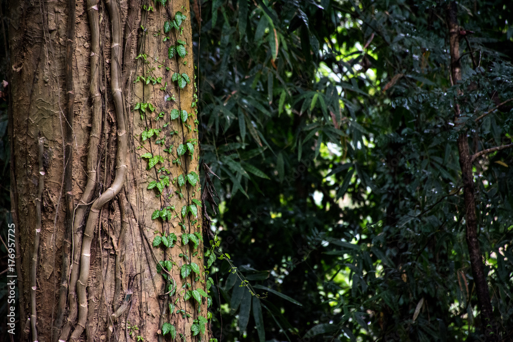 Obraz premium A beautiful tree close-up