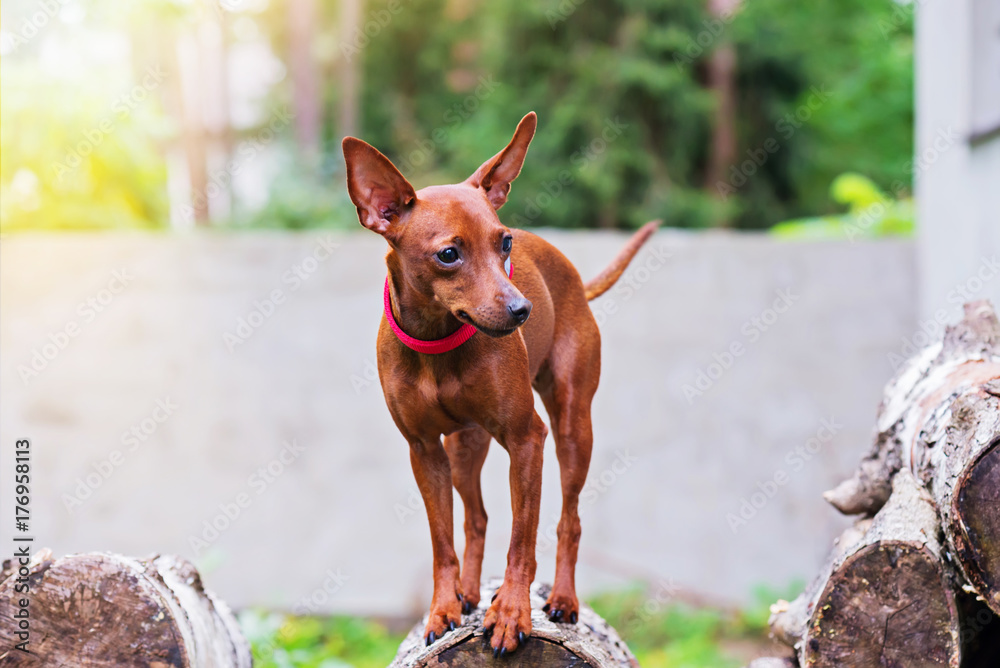 Portrait of red miniature pinscher dog