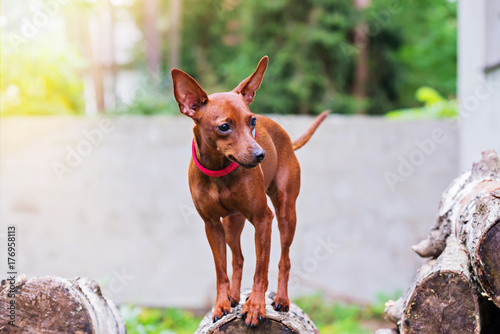 Portrait of red miniature pinscher dog