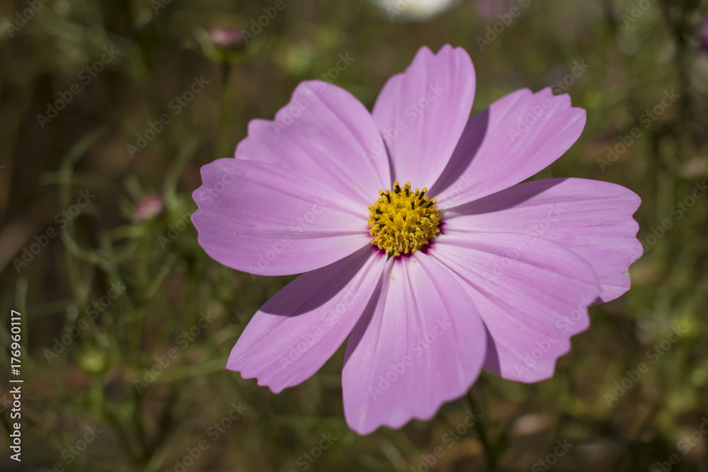 Sensation; Cosmos Bipinnatus; Fully Bloomed Pink Cosmos at Garden in October Sensation; Cosmos Bipinnatus; Fully Bloomed Pink Cosmos at Garden in October