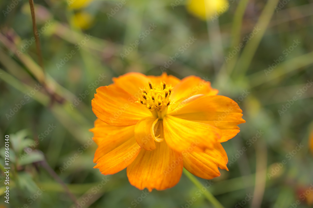 Sunny Orange; Cosmos Sulphureus; Fully Bloomed Orange Cosmos in August Sunny Orange; Cosmos Sulphureus; Fully Bloomed Orange Cosmos in August