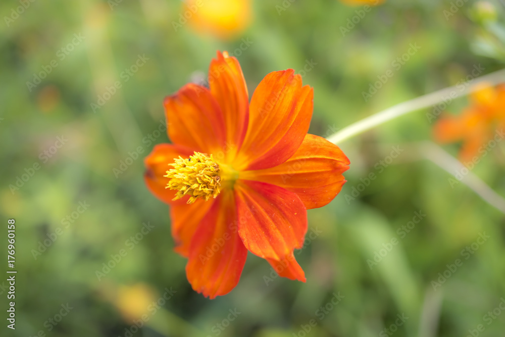 Sunny Red; Cosmos Sulphureus; Fully Bloomed Red Cosmos in August Sunny Red; Cosmos Sulphureus; Fully Bloomed Red Cosmos in August