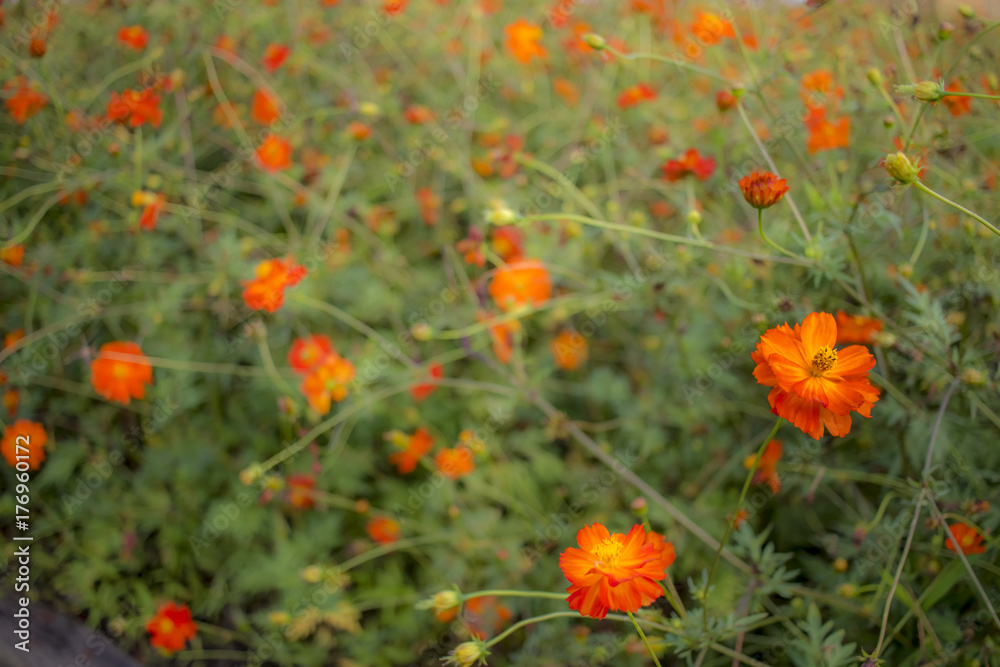 Sunny Red; Cosmos Sulphureus; Fully Bloomed Red Cosmos in August