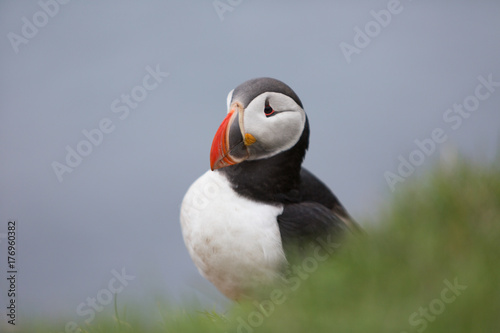 Puffin close-up © MadsPeter