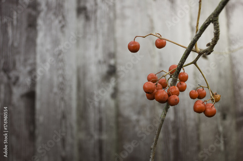 Bunch of Rowan on the background of wooden fence in the cold season.