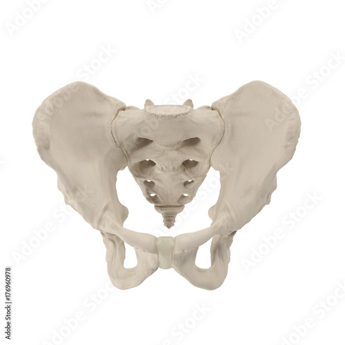 Male Pelvis Skeleton on white. 3D illustration photo