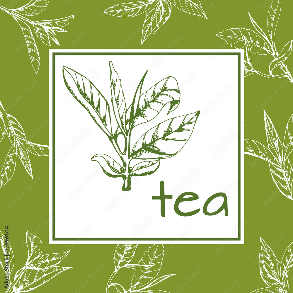 tea logo vector, background with hand-drawn leaves and branches of tea, sketch