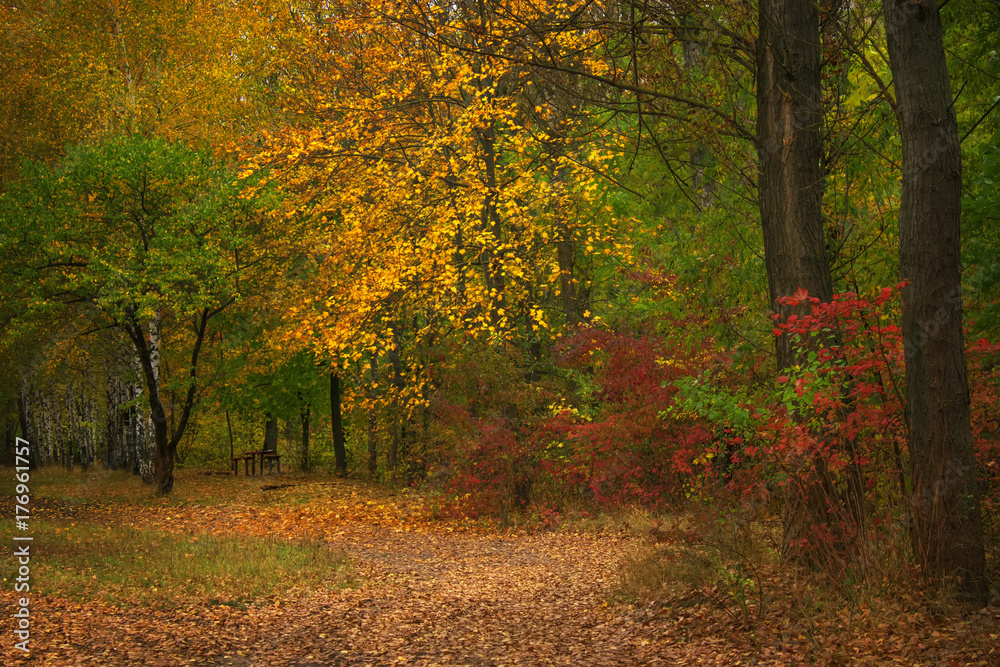 Autumn red-yellow landscape, sunny day in the grove, selective focus Autumn red-yellow landscape, sunny day in the grove, selective focus