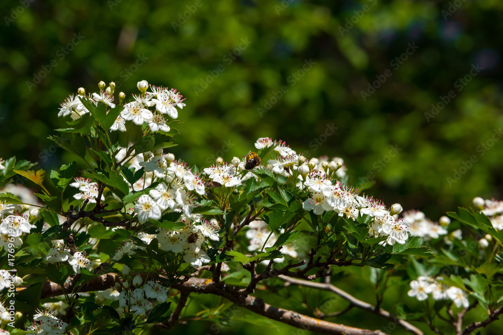 Flowering hawthorn Flowering hawthorn