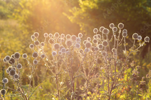 Echinops in the steppe. Photo at sunset, close-up. Beautiful highlights.
