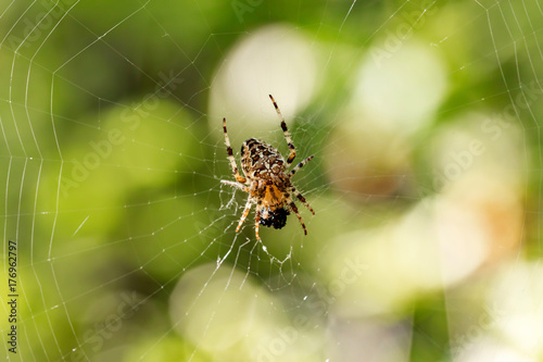 Orb-weaver spider on the forest