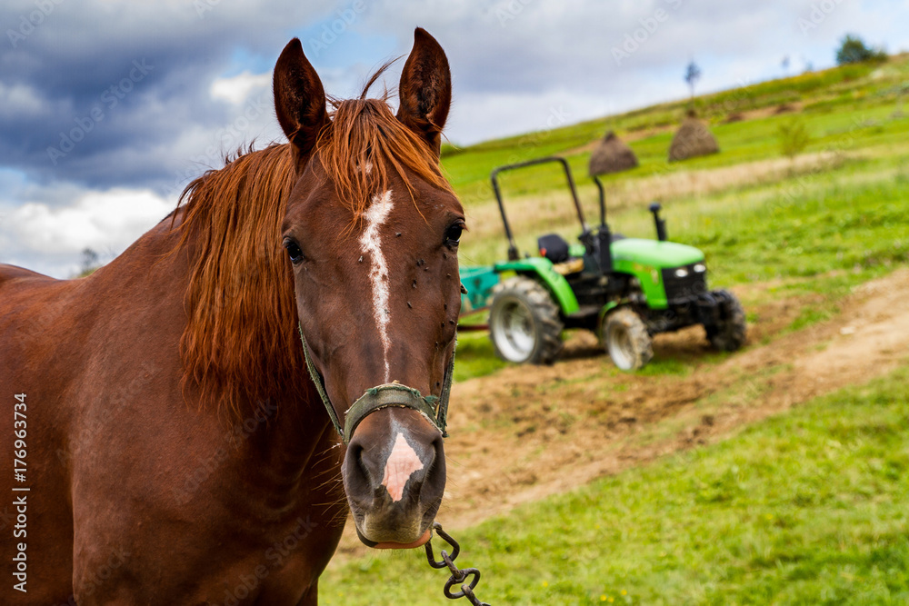 The horse grazes on a mountain meadow The horse grazes on a mountain meadow