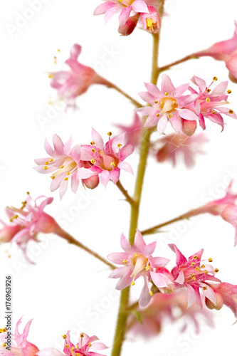 Photographed macro isolated on white background flower Heuchera
