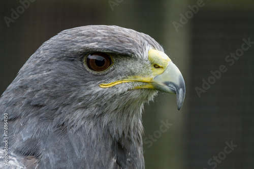 photo portrait of a Grey Falcon