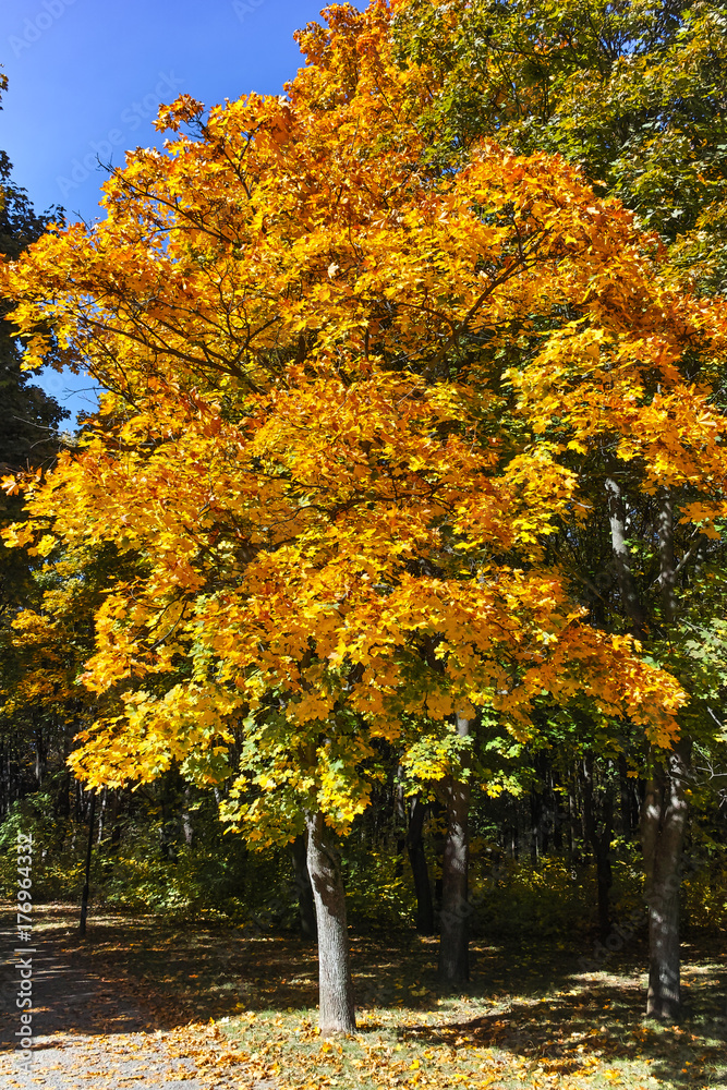 Naklejka premium Autumn view with Yellow trees in South Park in city of Sofia, Bulgaria