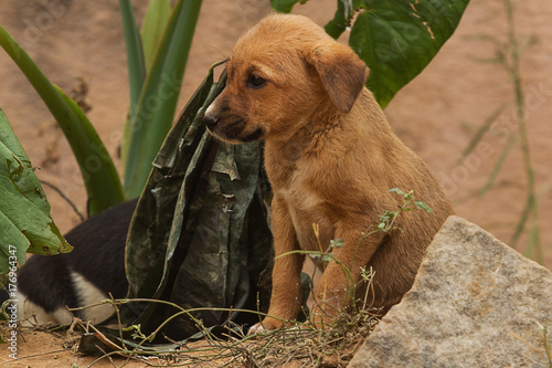 Photos photo of a pair of Indian feral puppies