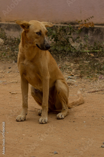 Photography photo of an adult Indian feral dog