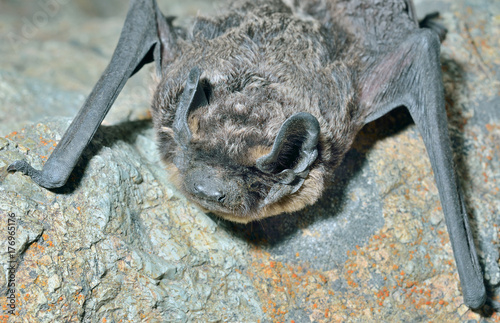 Small bat 18 photo