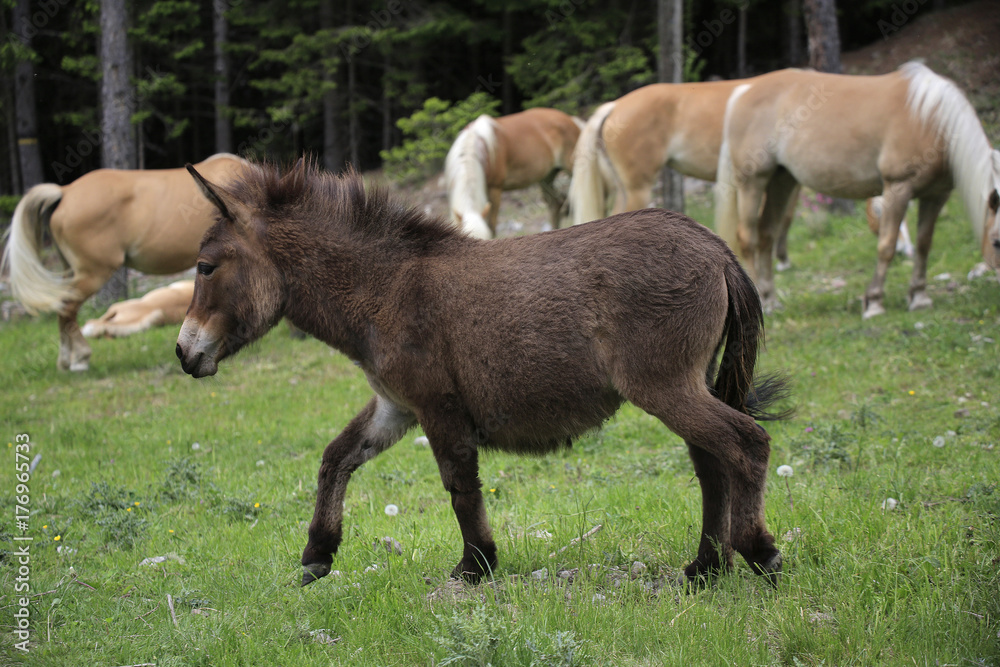 Brauner Esel auf Weide mit Haflinger, Hafling, Südtirol, Italien, Europa Brauner Esel auf Weide mit Haflinger, Hafling, Südtirol, Italien, Europa
