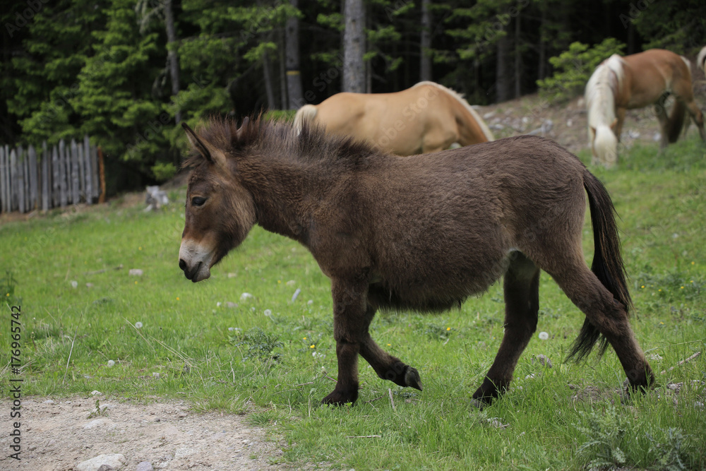 Brauner Esel auf Weide, Hafling, Südtirol, Italien, Europa Brauner Esel auf Weide, Hafling, Südtirol, Italien, Europa
