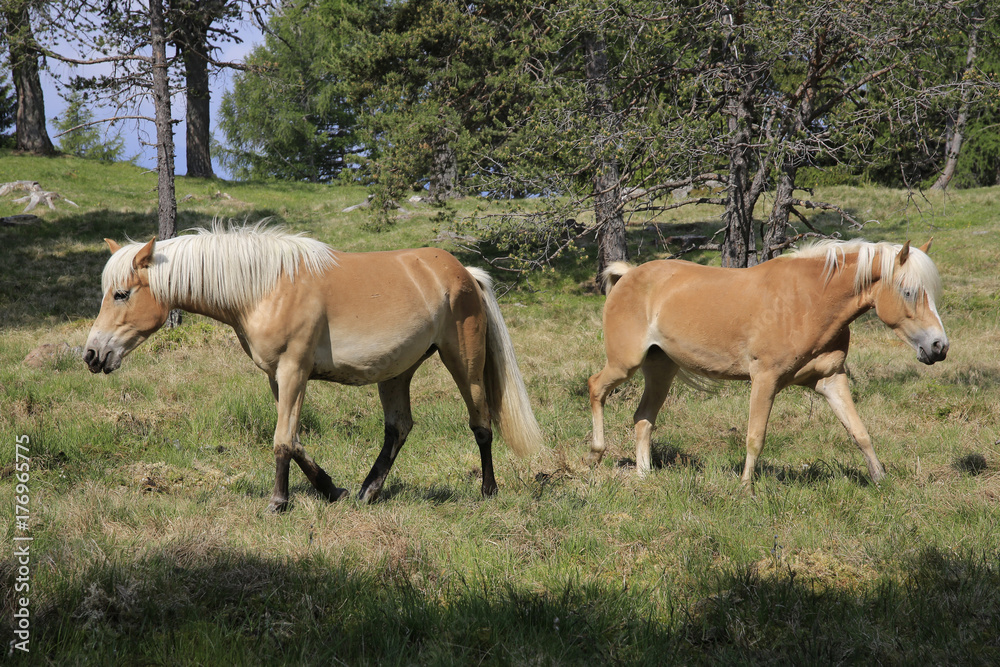 Zwei Haflinger Pferde auf Weide, Hafling, Südtirol, Italien, Europa Zwei Haflinger Pferde auf Weide, Hafling, Südtirol, Italien, Europa