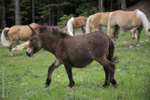 Brauner Esel auf Weide mit Haflinger, Hafling, Südtirol, Italien, Europa