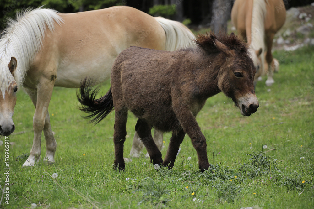 Eisel auf Weide mit Haflinger, Hafling, Südtirol, Italien, Europa Eisel auf Weide mit Haflinger, Hafling, Südtirol, Italien, Europa