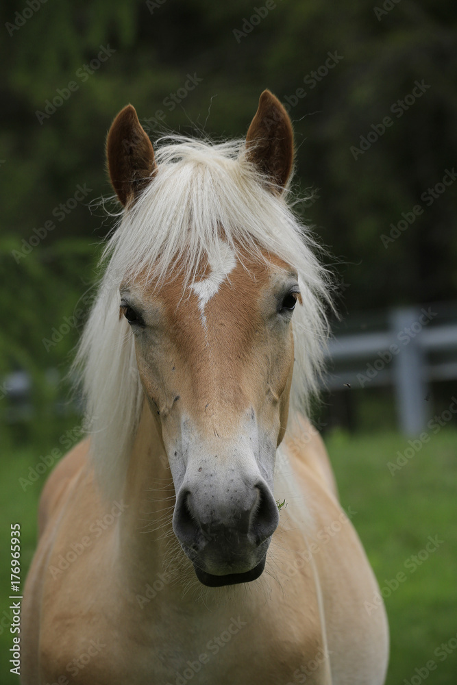 Haflinger Pferd Portrait von vorne, Hafling, Südtirol, Italien, Europa  Stock-Foto