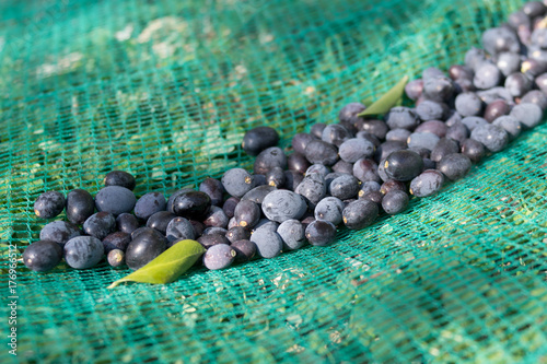 Olives in catching net photo