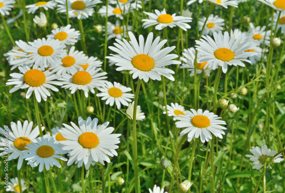 Flowers of chamomile 2 Flowers of chamomile 2