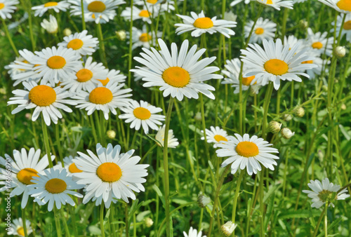 Flowers of chamomile 2