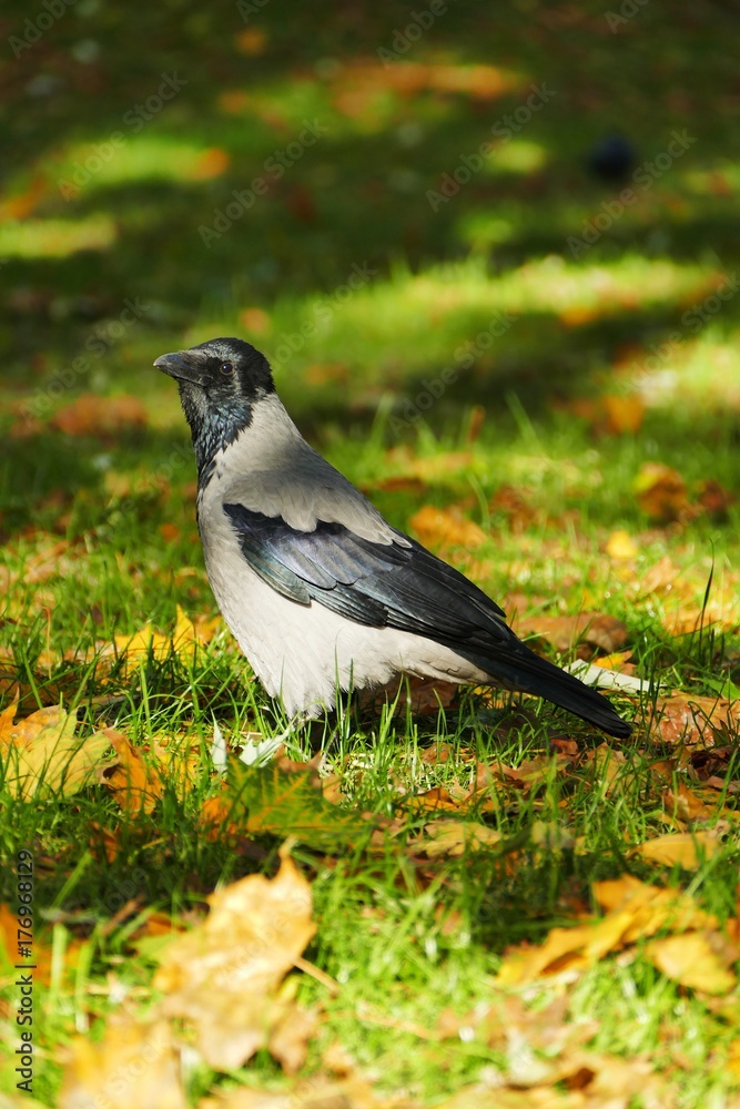 amazingg beauty bird in wild nature amazingg beauty bird in wild nature