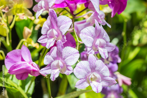 Beautiful purple orchids, Dendrobium.