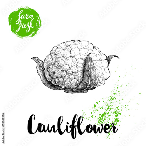 Hand drawn sketch style cauliflower. Farm fresh food illustration isolated on white background.