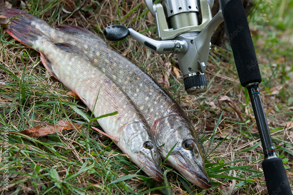 Freshwater pike fish and fishing equipment lies on green grass..