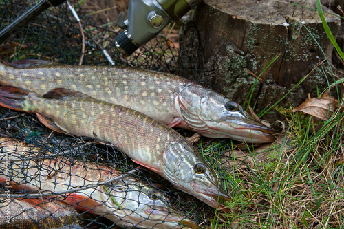 Close up view of freshwater pike fish lies on landing net with fishery catch in it and fishing rod with reel..